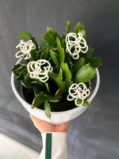 Hand holding a potted plant with sculptural white jewelry pieces on green leaves, Eclipse Element